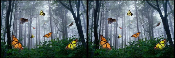 Butterflies